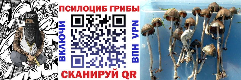 закладки  MEGA ссылки  Галлюциногенные грибы MAGIC MUSHROOMS  Данилов 